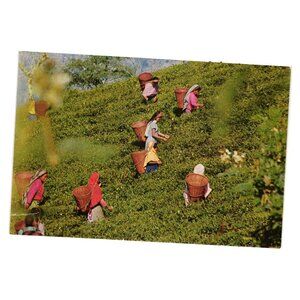 Tea Gardens Darjeeling Postcard Vintage Unused Photo Scene Darjeeling India 331
